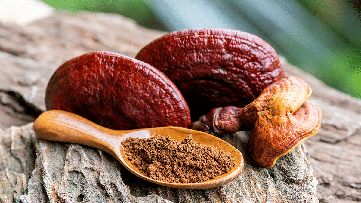 Reishi Mushroom Extract