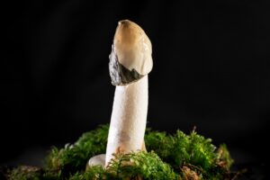 mushrooms and sexual health
